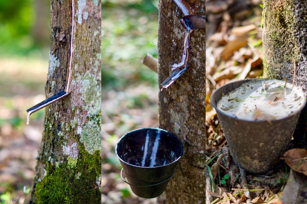 The process of rubber tapping. Photo: Islamic Tourism Centre