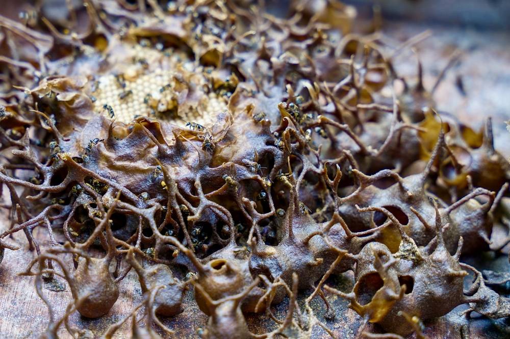  Stingless bee's nest. Photo: Islamic Tourism Centre