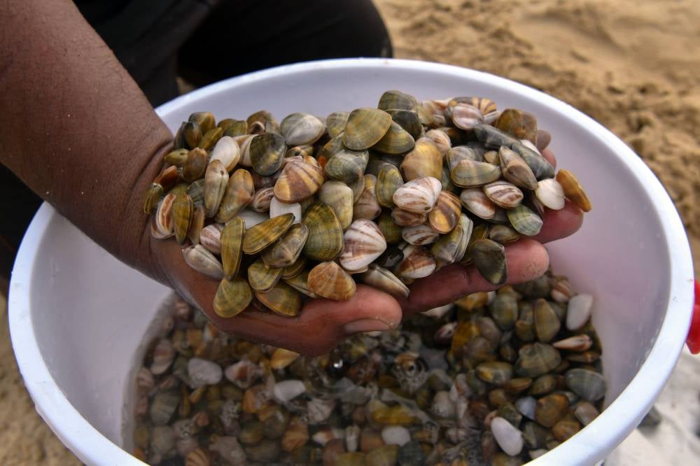 The back-breaking task of digging for ‘remis’ has become a popular activity along Tok Bali Beach here, as the shellfish species has started appearing along the shore in recent weeks. Photo by Bernama