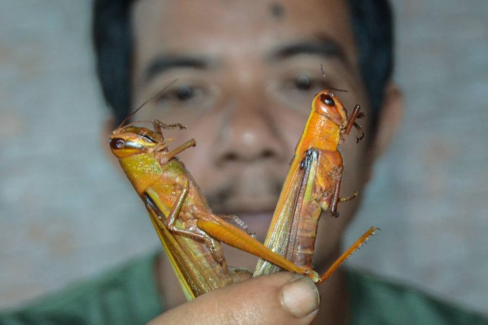 Rozali said he started selling the small insects nearly a decade ago as a side income while working as a grass cutter in the village. - Photo by Bernama