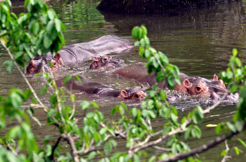 The playful antics of the family of Nile hippos, scientifically known as Hippopotamus amphibius, captivated visitors at the Zoo Taiping & Night Safari (ZTNS), who were clearly entertained, especially by the "cuteness" of June. Photo by Bernama