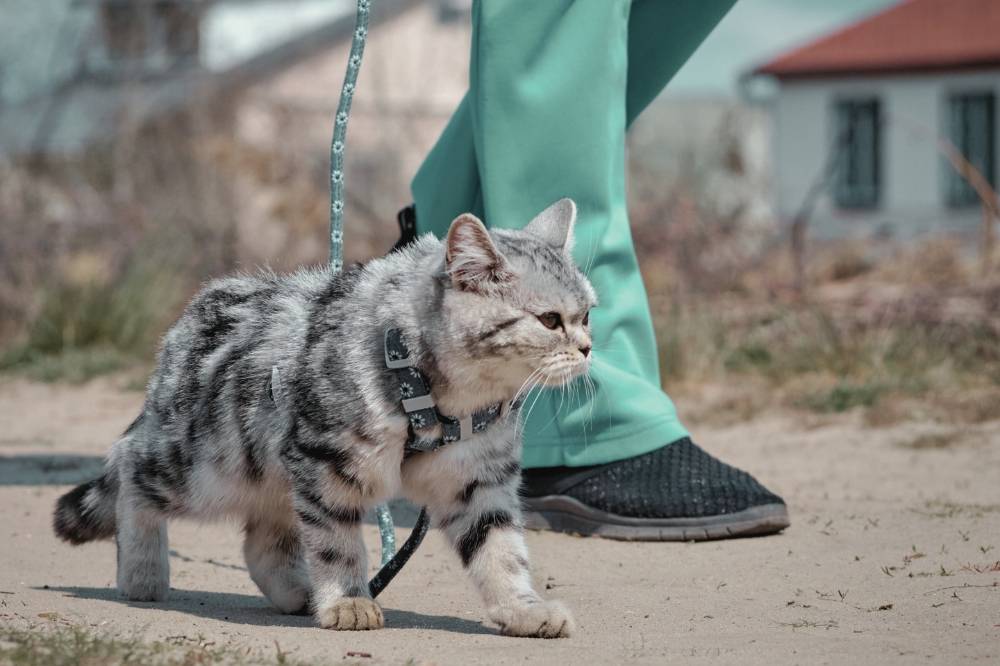 Walking a dog or a cat is a great way to ensure you are moving daily. Photo: Edited via Canva