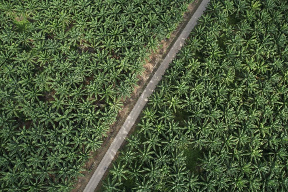An aerial drone photo shows a view of an oil palm plantation in Bogor, Indonesia on Jan 13. (Photo by Xinhua/Veri Sanovri)