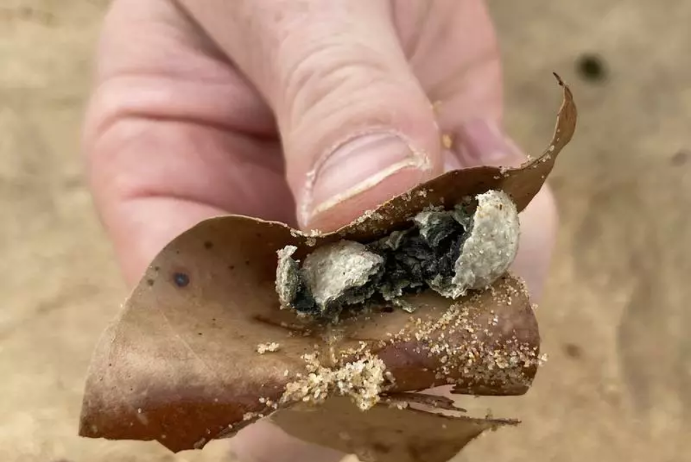The beaches shut due to the discovery of the "white/grey, ball-shaped debris" include iconic Manly in Sydney's Northern Beaches.
Photo source : Northern Beaches Council