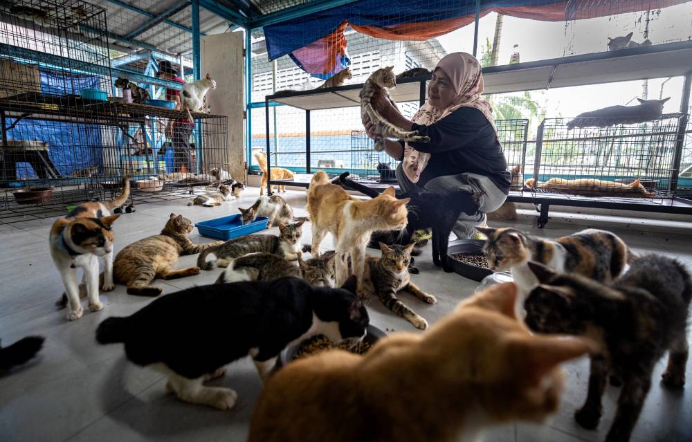 Housewife Ramlah Darus and her husband Salim Dahri’s daily routine starts at 7am when they set out to feed the cats they had rescued from the streets, even before they themselves have had their breakfast. Photo by Bernama