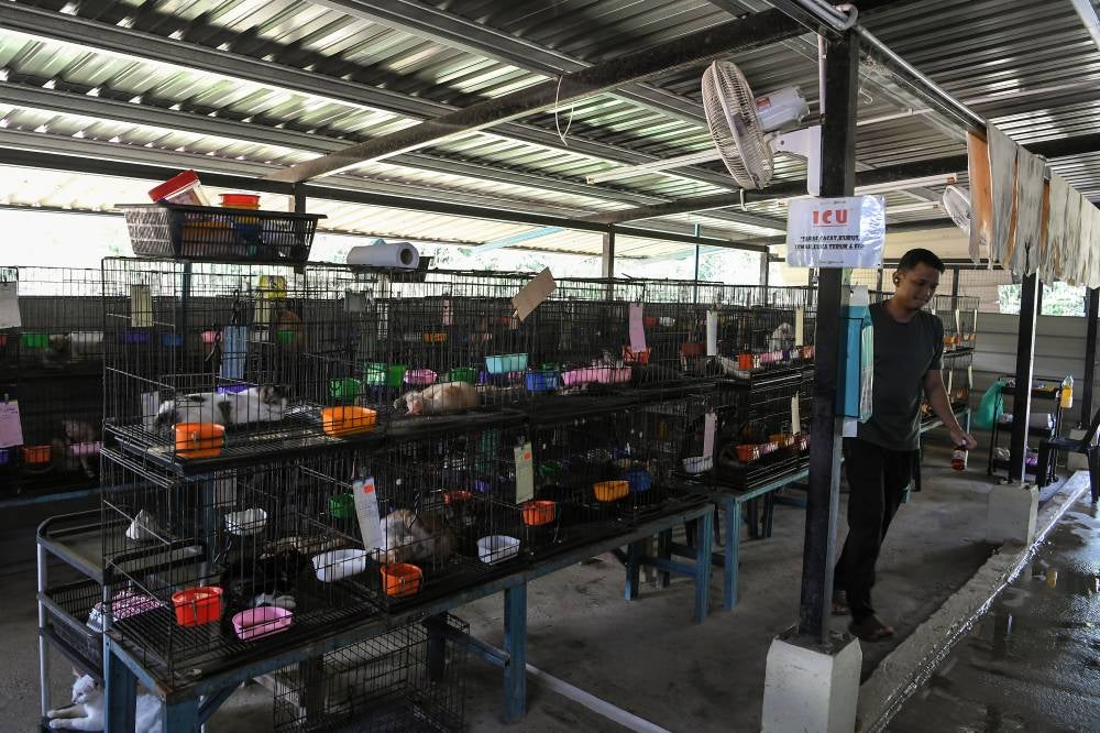 What began as a personal effort to care for around 150 cats at home has now evolved into a thriving shelter for over 2,000 stray cats known as 'Bustana Kucing' for Mohd Taufik Md Zain and his wife Noor Azlina Abu Bakar. Photo by Bernama
