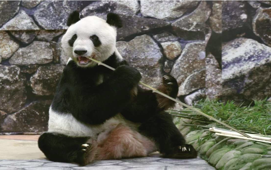 Eimei, who fathered 16 cubs at a zoo in western Japan's Wakayama Prefecture and was recognised as the world's oldest giant panda in captivity to produce offspring through natural breeding, died on Jan 25. Photo: X