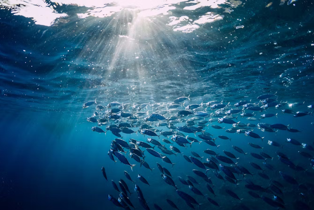 In order for the sector to adapt to climate change, cooperation between scientists, industry representatives and politicians needs to be improved
Photo by AFP 