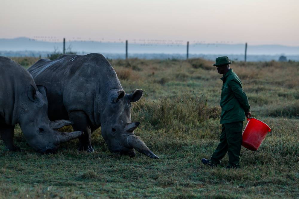 Ol Pejeta ranger and headcare giver Zacharia Mutai, looks at two of the last northern white rhinos in the world, 35 year old Najin (R) and her daughter 24 year old Fatu graze together in Ol Pejeta conservancy, Laikipia county, on February 6, 2025. (Photo by SIMON MAINA / AFP)