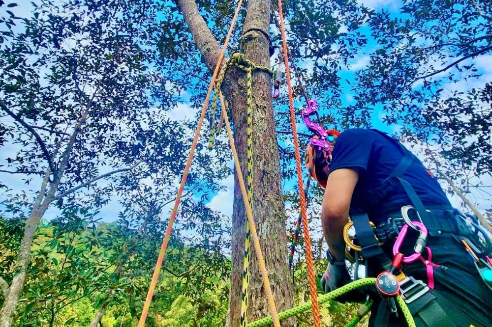 Tree climbing is a recognised sport and an essential skill for arborists. Photo: PArM's Facebook