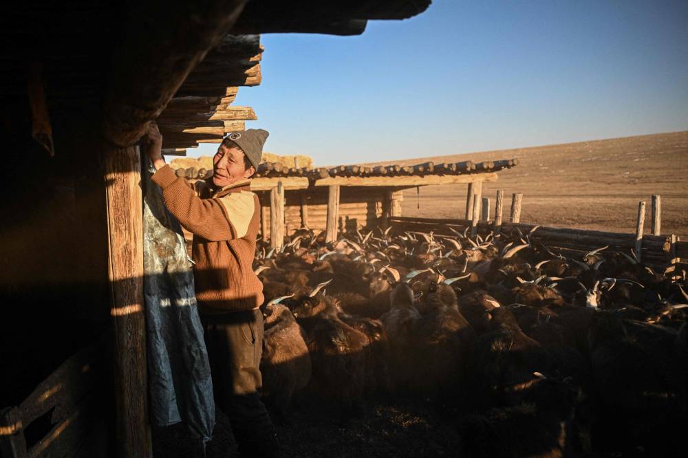 This photo taken on February 19, 2025 shows herder Zandan Lkhamsuren putting up a piece of cloth in a shed to keep goats warm at night in Kharkhorin, in central Mongolia's Ovorkhangai province. (Photo by Jade GAO / AFP)