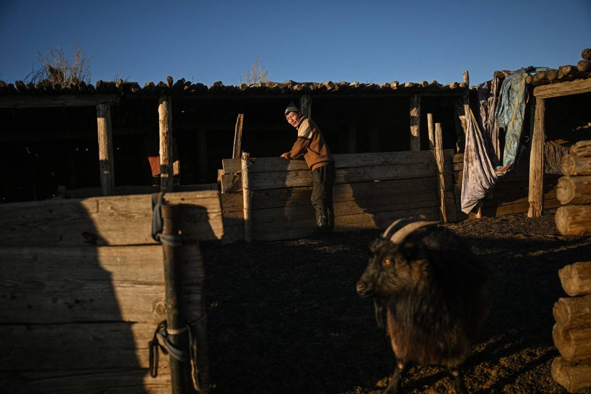This photo taken on February 19, 2025 shows herder Zandan Lkhamsuren and his remaining goats in a shed in Kharkhorin, in central Mongolia's Ovorkhangai province. (Photo by Jade GAO / AFP)