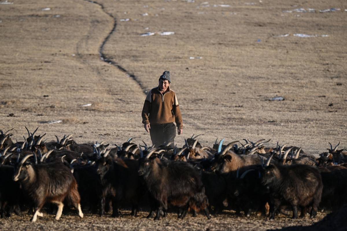 This photo taken on February 19, 2025 shows herder Zandan Lkhamsuren shepherding his remaining goats in Kharkhorin, in central Mongolia's Ovorkhangai province. (Photo by Jade GAO / AFP)