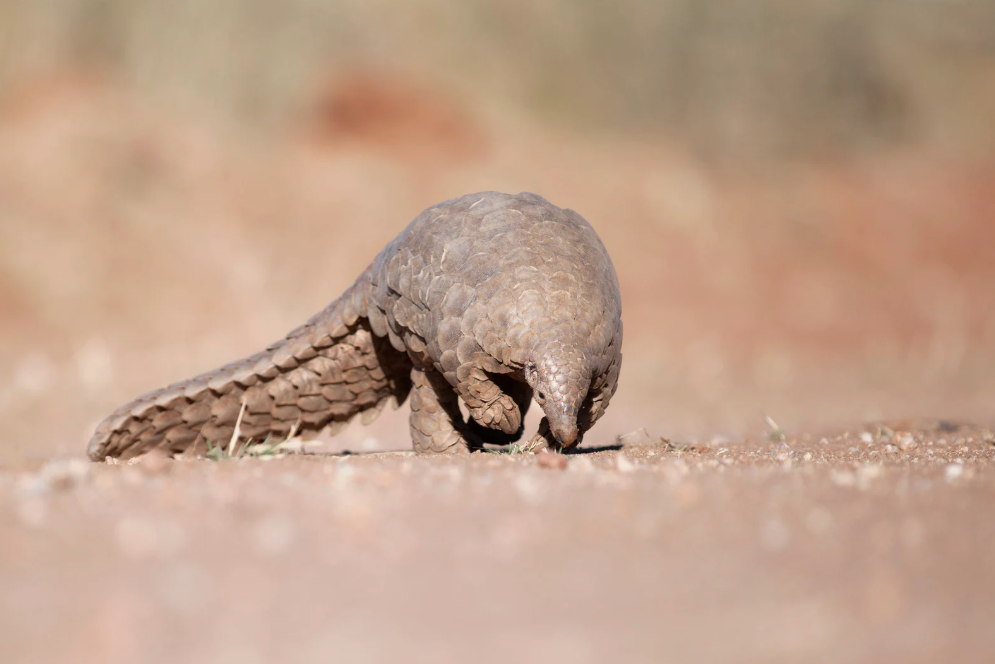 The Sunda pangolin, the only native species found in Malaysia, is listed as Critically Endangered on the International Union for Conservation of Nature (IUCN) Red List of Threatened Species. Photo for illustrative purposes only - Canva