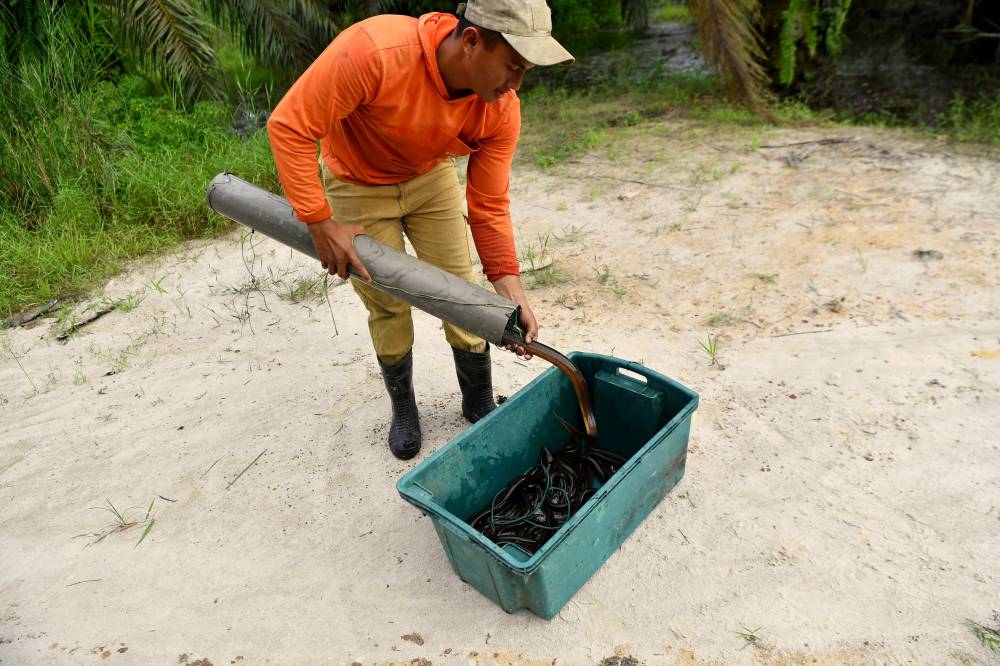 Muhammad Amirul, who is more comfortably known as ‘Meoi,’ said the sight of cobras and king cobras is not only a “common view” but has also become his “companions” during his hunts for the species scientifically known as Monopterus javanensis. - Bernama photo 