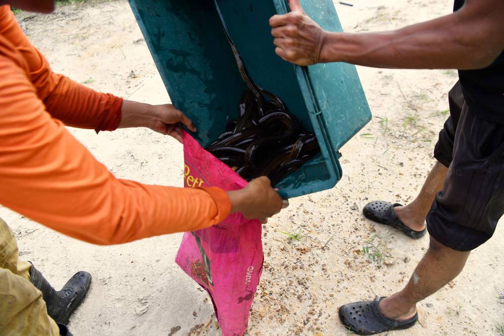 Seeing the potential for eels to generate a good income, the young man aspires to start eel farming one day. - Bernama photo