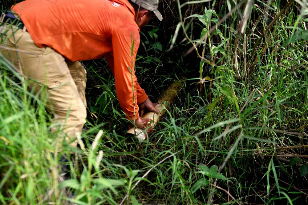 Amirul Hafiz said eel-catching serves as a lucrative source of income for him, especially from August to February when the eel population increases significantly. - Bernama photo