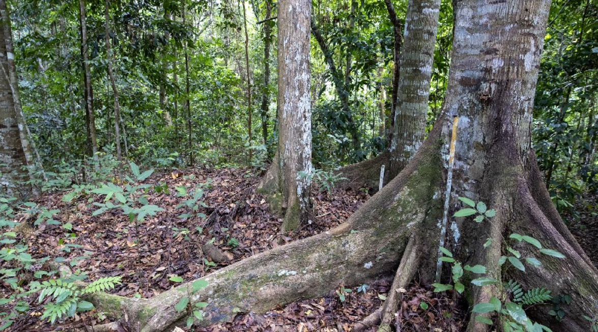 The foresty is now poised to become a world-class 'Living Forest Restoration Lab'. - Photo by Bernama