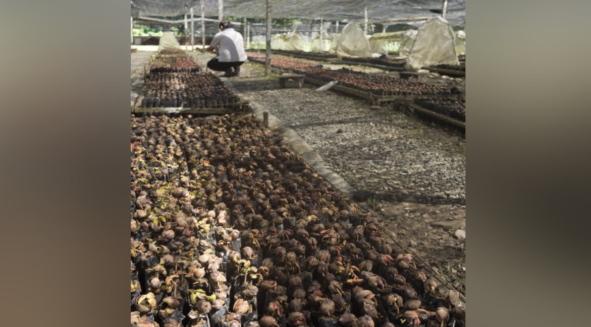 A section of the once devastated land in Luasang that was successfully restored under the INIKEA initiative. - Photo by Bernama