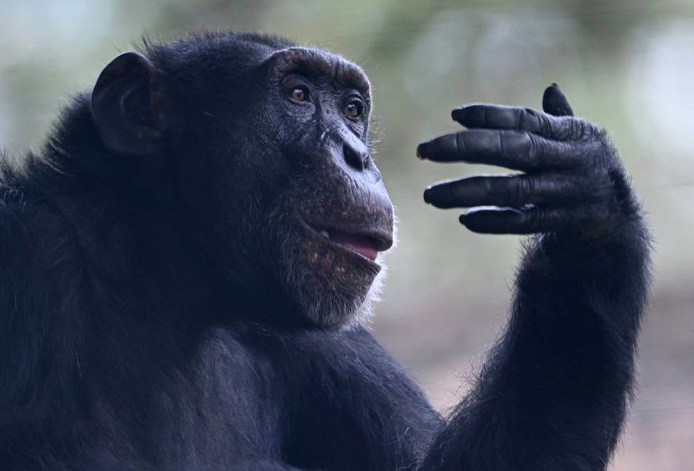 Yoko, the chimpanzee, is pictured on its enclosure at Ukumari Biopark in Pereira, Colombia on March 22, 2005. "Yoko, the last chimpanzee in captivity in Colombia, will be transferred to an animal sanctuary in Brazil. - Photo by AFP 