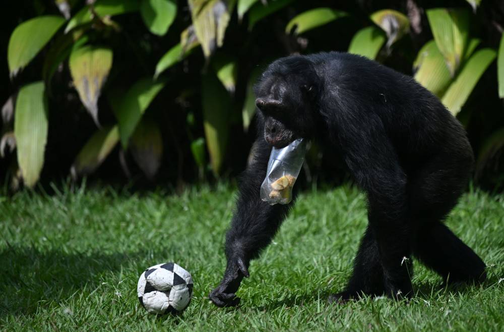 Yoko, the chimpanzee, walks on its enclosure at Ukumari Biopark in Pereira, Colombia on March 22, 2005. 