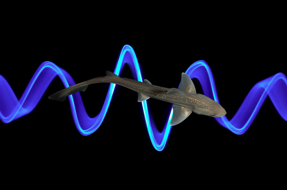 Scientists record first evidence of sharks making noise Sinar Daily