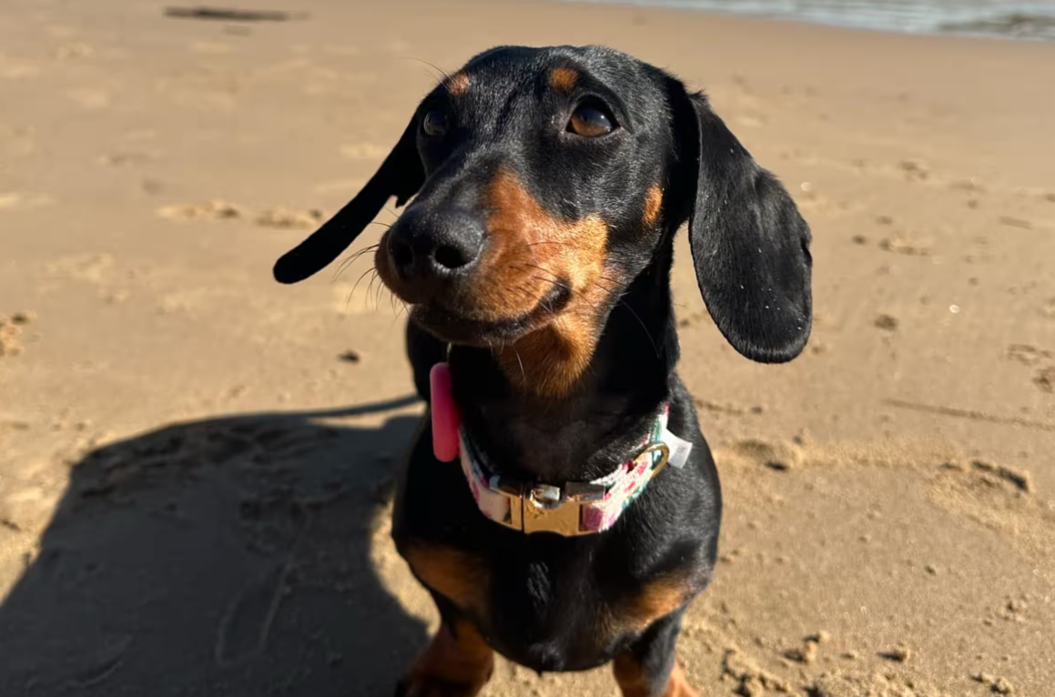 A runaway sausage dog named Valerie has been captured after a 529-day adventure, transfixing Australia as she roamed an island teeming with kangaroos, possums, koala bears and penguins. Photo: Social media