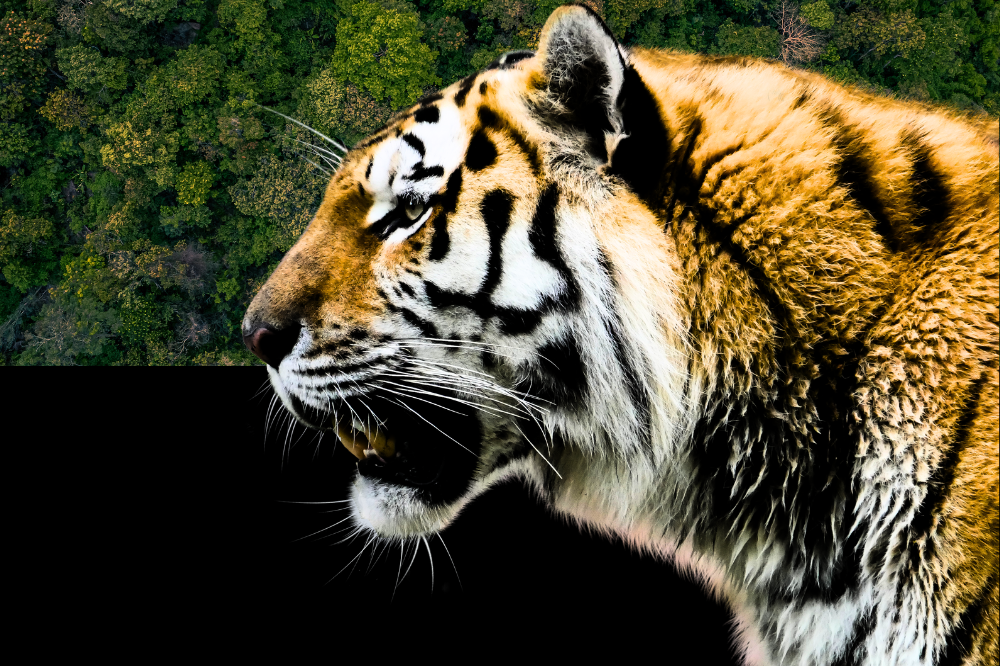 Illustration by Sinar Daily