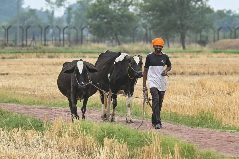 A farmer walks his cows home after grazing along a village road near the India-Pakistan Wagah border, about 35 km from Amritsar, on May 5, 2025. (Photo by Narinder NANU / AFP)