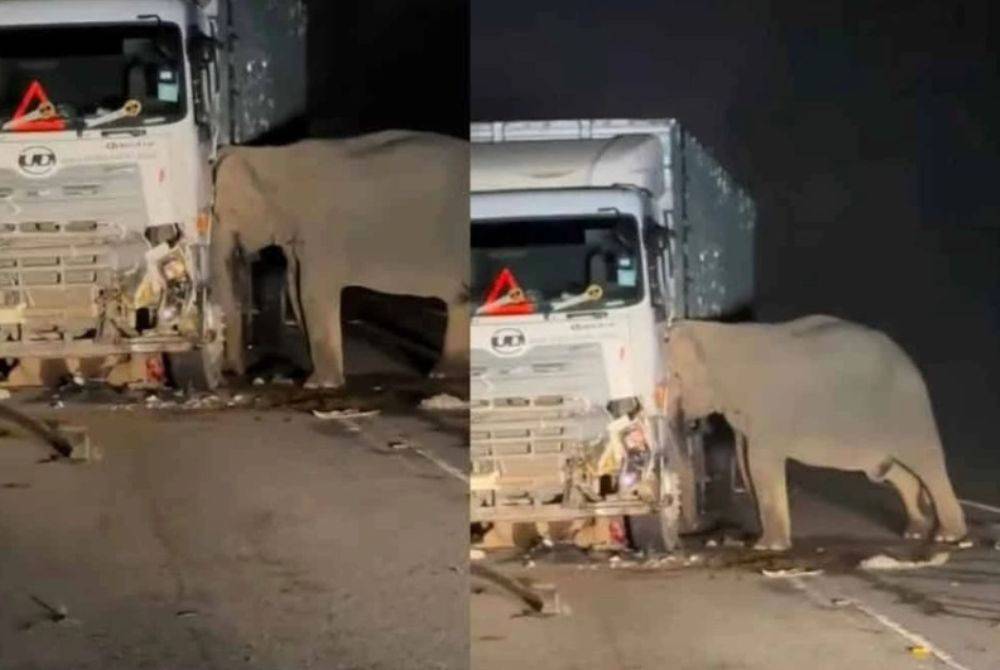 A heart-wrenching 71-second video, which has since gone viral across social media, captured what followed. The mother elephant, distressed and unwilling to abandon her calf, was seen nudging the lorry with her head in a desperate attempt to wake or rescue her baby. Photo source: TikTok.