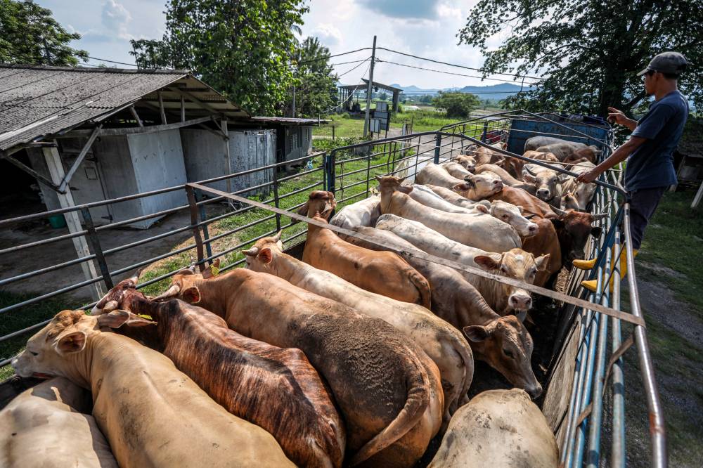 Muslims in Malaysia will celebrate Aidiladha on June 7, according to Assistant Secretary of the Conference of Rulers Datuk Mohd Aseral Jusman. - Photo by Bernama