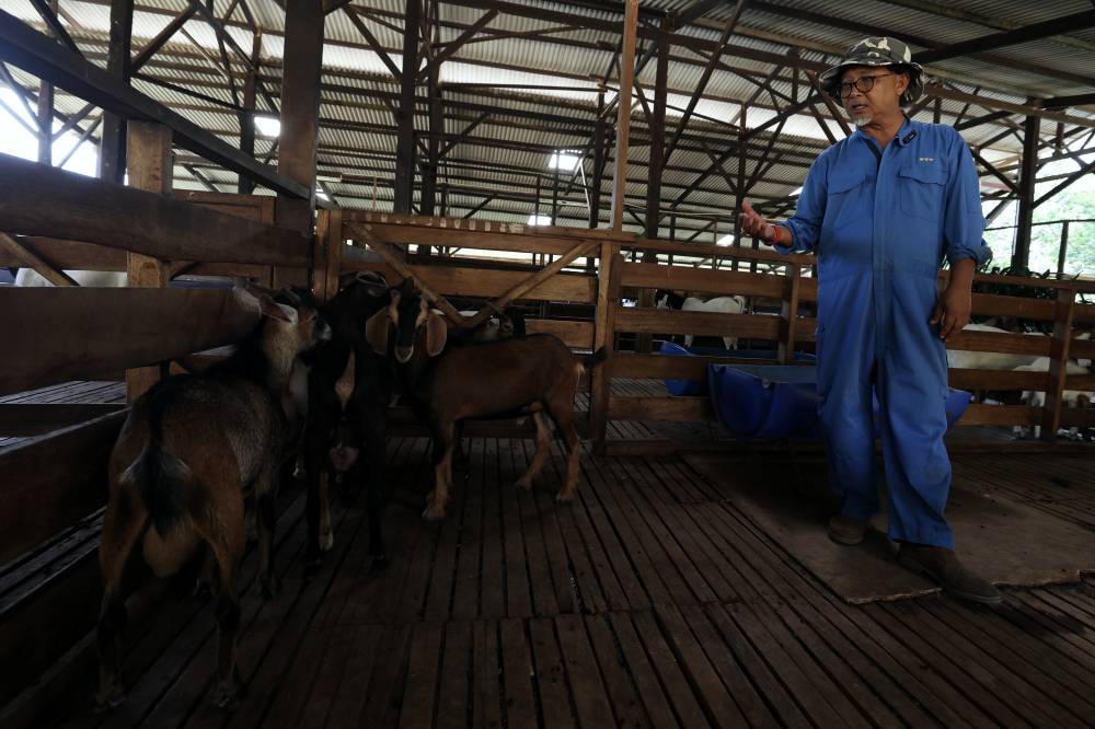 REMBAU, 23 Mei -- Kamaruzaman Budin ketika berada di ladang kambing Katjang miliknya ketika ditemui Bernama baru-baru ini.
Dia baru saja membeli lima ekor kambing itu daripada penternak lain yang mendakwa haiwan tersebut ialah baka Katjang tulen, atau dipanggil Kacang oleh penduduk setempat, dan merupakan satu-satunya kambing baka asal Malaysia.
Bagaimanapun Kamal mendapati dua daripada kambing tersebut menunjukkan ciri-ciri hibrid, sementara yang lain pula mungkin baka tulen. Namun itu hanya akan diketahui secara pasti selepas melalui ujian DNA oleh saintis Institut Penyelidikan dan Kemajuan Pertanian Malaysia (MARDI) yang kini sedang mencari dan membeli kambing Katjang dari seluruh Malaysia.
Akan tetapi, dia menganggap dirinya bertuah kerana dapat membeli kambing Katjang atau nama saintifiknya Capri aegagrus hircus, kerana baka itu semakin jarang ditemukan.
-- fotoBERNAMA (2025) HAK CIPTA TERPELIHARA 