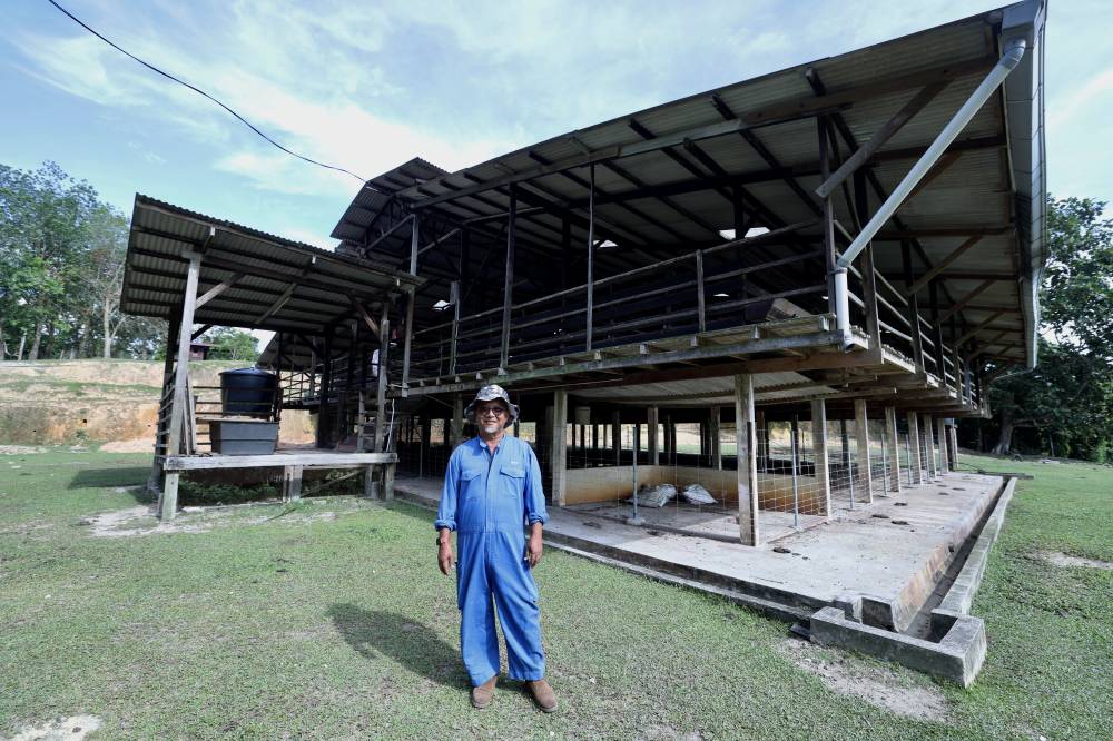 REMBAU, 23 Mei -- Kamaruzaman Budin ketika berada di ladang kambing Katjang miliknya ketika ditemui Bernama baru-baru ini.
Dia baru saja membeli lima ekor kambing itu daripada penternak lain yang mendakwa haiwan tersebut ialah baka Katjang tulen, atau dipanggil Kacang oleh penduduk setempat, dan merupakan satu-satunya kambing baka asal Malaysia.
Bagaimanapun Kamal mendapati dua daripada kambing tersebut menunjukkan ciri-ciri hibrid, sementara yang lain pula mungkin baka tulen. Namun itu hanya akan diketahui secara pasti selepas melalui ujian DNA oleh saintis Institut Penyelidikan dan Kemajuan Pertanian Malaysia (MARDI) yang kini sedang mencari dan membeli kambing Katjang dari seluruh Malaysia.
Akan tetapi, dia menganggap dirinya bertuah kerana dapat membeli kambing Katjang atau nama saintifiknya Capri aegagrus hircus, kerana baka itu semakin jarang ditemukan.
-- fotoBERNAMA (2025) HAK CIPTA TERPELIHARA