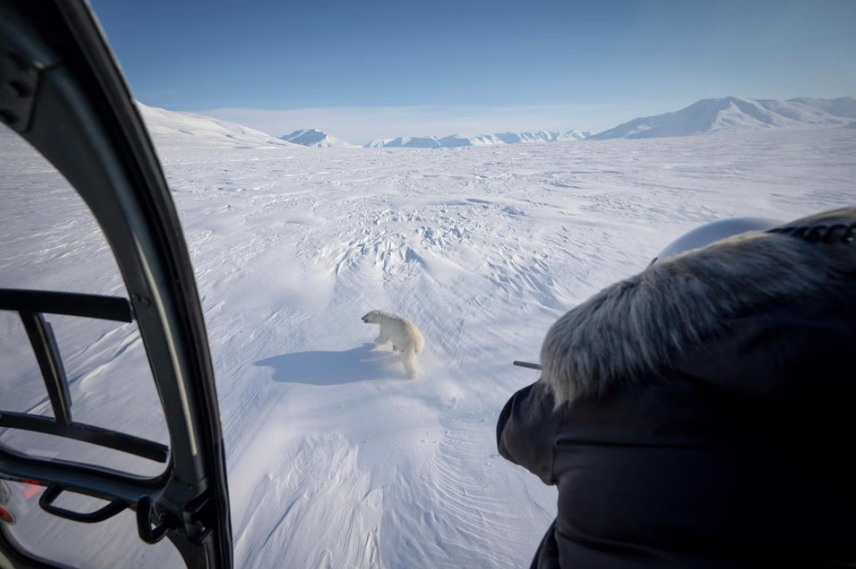 Despite years of exposure, Svalbard’s polar bears showed no signs of emaciation or ill health, according to the team. - AFP photo