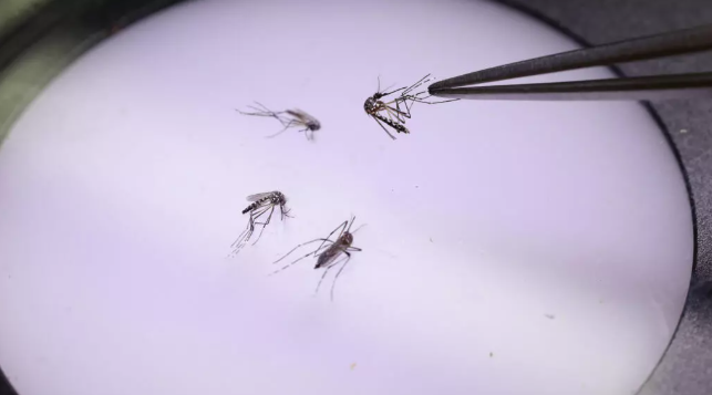 Mosquitoes have expanding ranges due to global warming. AFP PHOTO/JAIME SALDARRIAGA