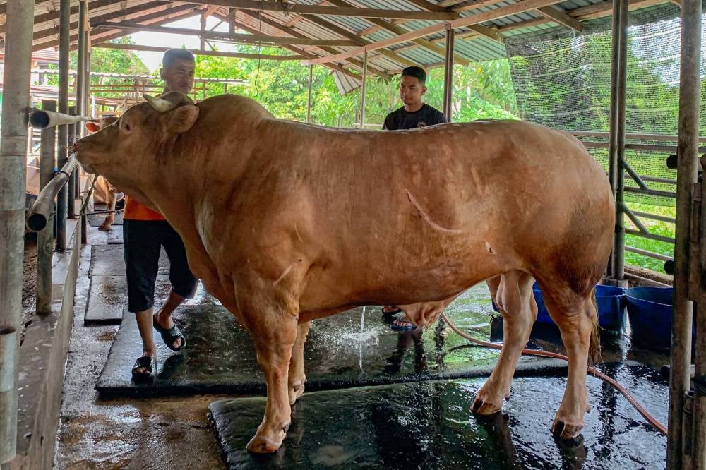 Cattle breeder Armizan Harun, 46, (left) accompanied by his son Arfan Raqfin, 23, (right) as they clean a lembu sado that will be slaughtered for the ibadah korban (ritual sacrifice), when met by reporters at Kampung Pasir Hor. - Photo by Bernama