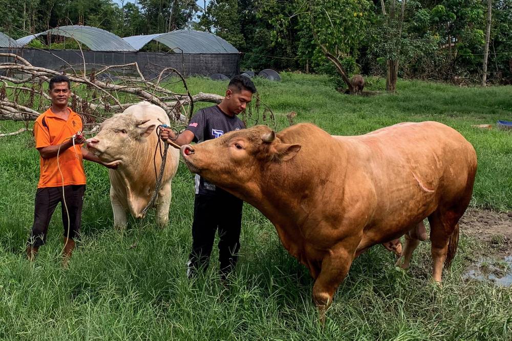 Cattle breeder Armizan Harun, 46, (left) accompanied by his son Arfan Raqfin, 23, (right) as they clean a lembu sado that will be slaughtered for the ibadah korban (ritual sacrifice), when met by reporters at Kampung Pasir Hor. - Photo by Bernama