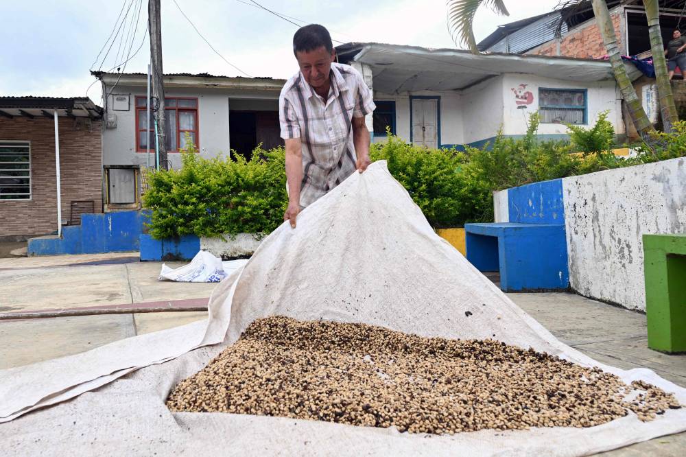 Coffee and coca leaf farmer Alirio Caicedo picks dried coffee beans in a village near Argelia, Cauca department, Colombia on May 6, 2025. Alirio Caicedo and his son Nicolas uproot the coca plants they planted a decade ago. Their leaves are coveted by drug traffickers, but these farmers have made a commitment to the Colombian government to eliminate the cultivation of the main component of cocaine in exchange for money. (Photo by JOAQUIN SARMIENTO / AFP)