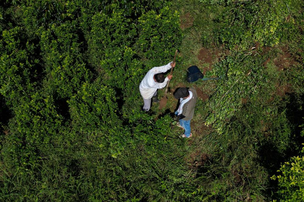 Aerial view of coffee and coca leaf farmers Nicolas and Alirio Caicedo pulling coca trees out of the earth as they transform a coca leaf plantation into a coffee plantation in Argelia, Cauca department, Colombia, on May 6, 2025. Alirio Caicedo and his son Nicolas uproot the coca plants they planted a decade ago. Their leaves are coveted by drug traffickers, but these farmers have made a commitment to the Colombian government to eliminate the cultivation of the main component of cocaine in exchange for money. (Photo by JUAN RESTREPO / AFP)