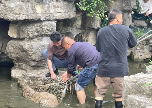 Doubao remained at large for weeks after his companions were caught by zoo officials. Photo: Instagram