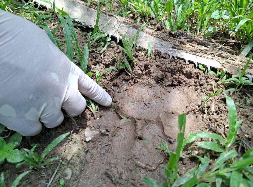 On Oct 3, 2023, Pisie Amud was reported to have been mauled to death by a tiger while out hunting on his own in the oil palm plantation near his village. - Photo for illustration purpose only