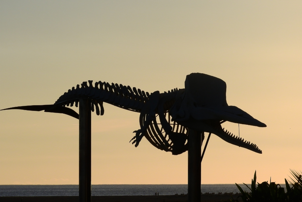 Some of the bones were collected more than a century ago but were misidentified. The researchers used carbon-dating, as well as spectrometry analysis to determine what species the bones were from. - Photo illustrated by Sinar Daily