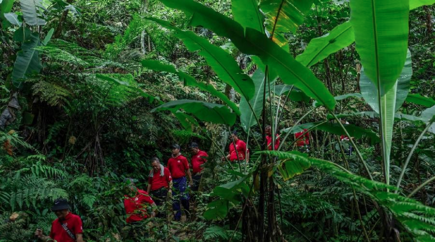 Of the nine Pteroptyx species found in mangrove forests, four have been listed as endangered on the IUCN Red List of Threatened Species. - Bernama photo