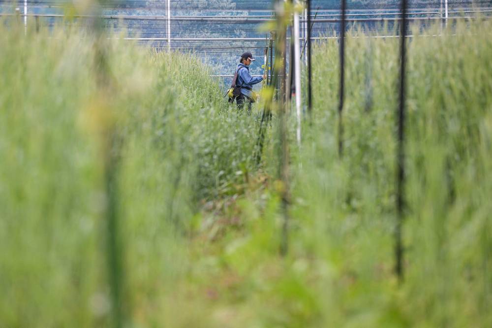 A worker checking the kiwi vines in the field at ReFruits Co, a company hoping to revitalise agriculture in the area by growing kiwi fruits, some five kilometres from the stricken Fukushima nuclear power plant in the town of Okuma, Fukushima. Photo by Richard A. Brooks/AFP
