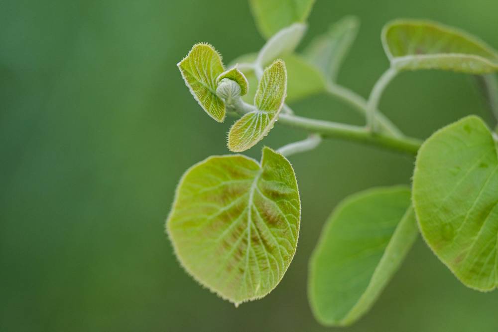A kiwi bud on a vine, on a plot of land managed by ReFruits Co, a company hoping to revitalise agriculture in the area by growing kiwi fruit, some five kilometres from the stricken Fukushima nuclear power plant in the town of Okuma, Fukushima. Photo by Richard A. Brooks/AFP