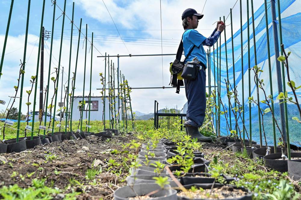 A worker checking the kiwi vines in the field at ReFruits Co, a company hoping to revitalise agriculture in the area by growing kiwi fruits, some five kilometres from the stricken Fukushima nuclear power plant in the town of Okuma, Fukushima. Photo by Richard A. Brooks/AFP
