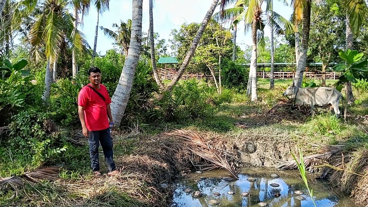 The victim’s uncle, Muhamad Hamirudin Jahaya, 31, points to the female cow that was found in an abandoned pond on Wednesday night.