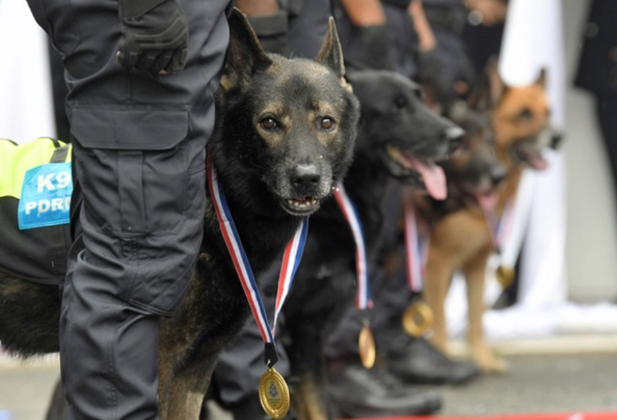 A total of 16 dogs from the UK to be received by the Fire and Rescue Department’s K9 Unit are expected to begin duties in November. - BERNAMA FILE PIX