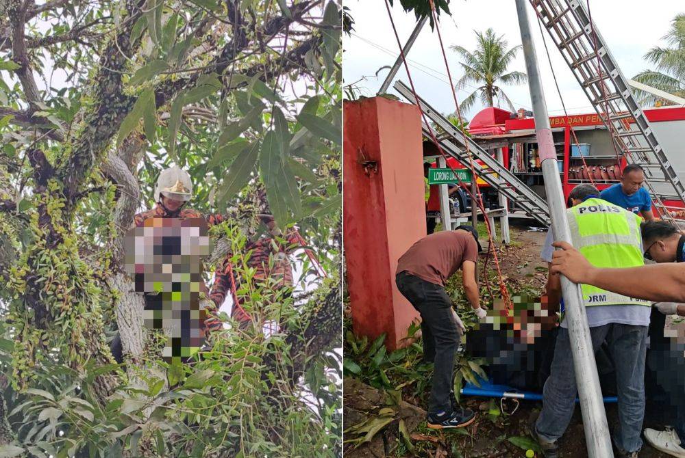 A 42-year-old man died when he was electrocuted after climbing a tree to pluck mangoes in Kampung Bambangan here on June 8.