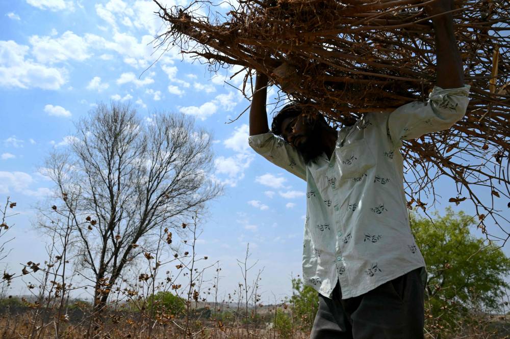 In this photograph taken on May 3, 2025, Shaikh Imran, whose brother Shaikh Latif Sheru, a farmer who committed suicide due to mounting financial loans, collects dried-up cotton plants at their farmland in Mochi Pimpalgaon village of Beed district in India's Maharashtra state. (Photo by Indranil MUKHERJEE/AFP)